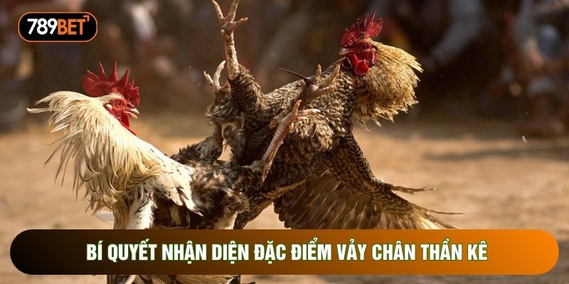 Bí quyết nhận diện đặc điểm vảy chân thần kê Bí quyết nhận diện đặc điểm vảy chân thần kê