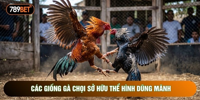 Các giống gà chọi sở hữu thể hình dũng mãnh Các giống gà chọi sở hữu thể hình dũng mãnh