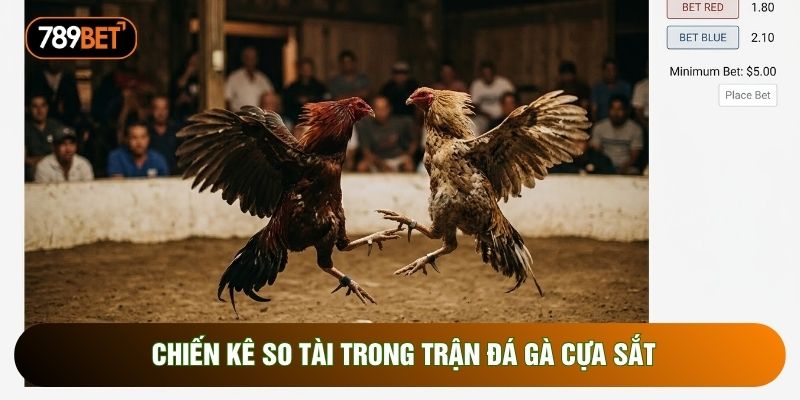 Chiến kê so tài trong trận đá gà cựa sắt Chiến kê so tài trong trận đá gà cựa sắt