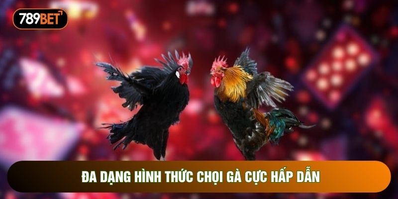 Đa dạng hình thức chọi gà cực hấp dẫn Đa dạng hình thức chọi gà cực hấp dẫn