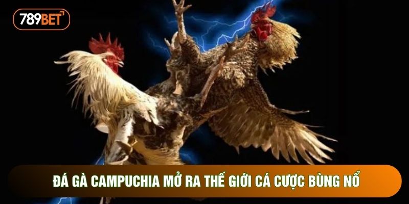 Đá gà campuchia mở ra thế giới cá cược bùng nổ Đá gà campuchia mở ra thế giới cá cược bùng nổ