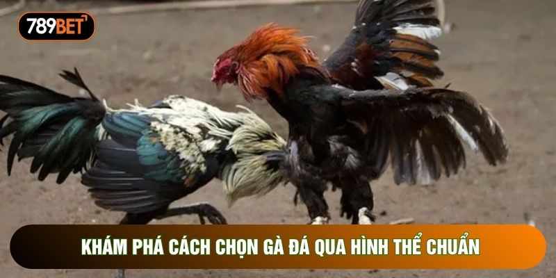 Khám phá cách chọn gà đá qua hình thể chuẩn Khám phá cách chọn gà đá qua hình thể chuẩn