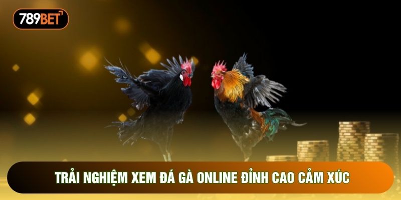 Trải nghiệm xem đá gà online đỉnh cao cảm xúc Trải nghiệm xem đá gà online đỉnh cao cảm xúc
